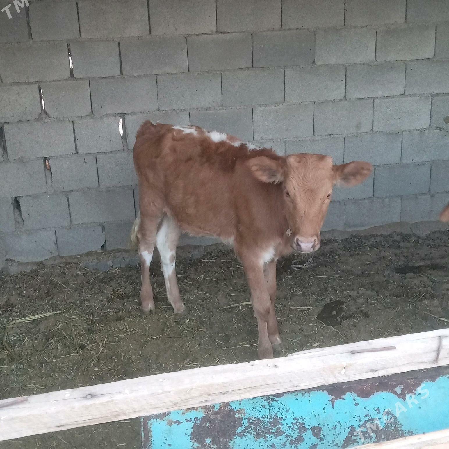 Göleli sygyr - Тязе заман - img 3