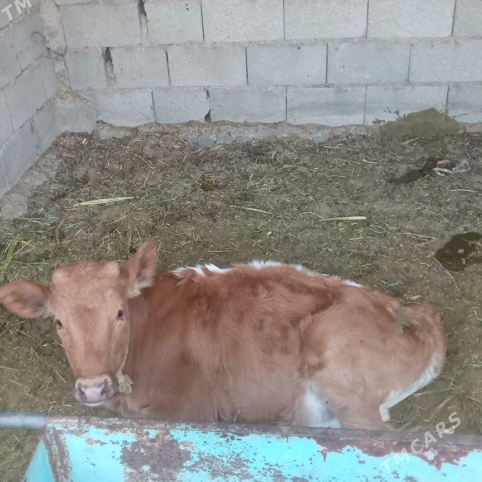 Göleli sygyr - Тязе заман - img 4