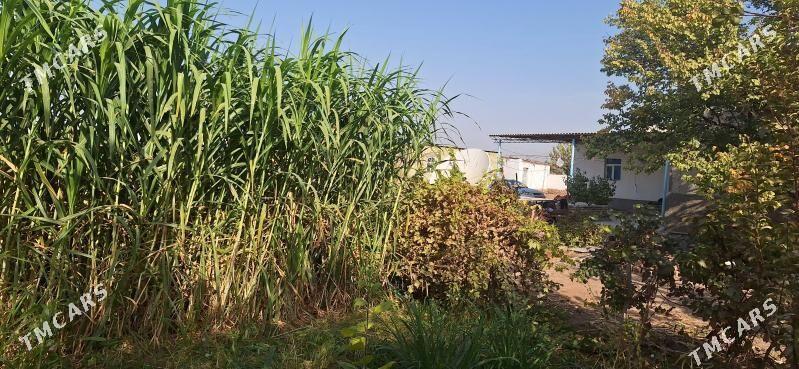 Maralfalfa - Койтендаг - img 2