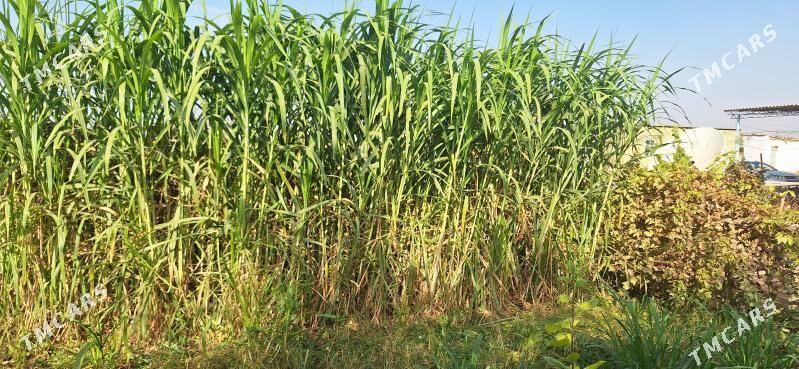 Maralfalfa - Койтендаг - img 3