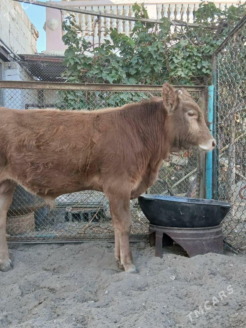 okuz - Балканабат - img 1