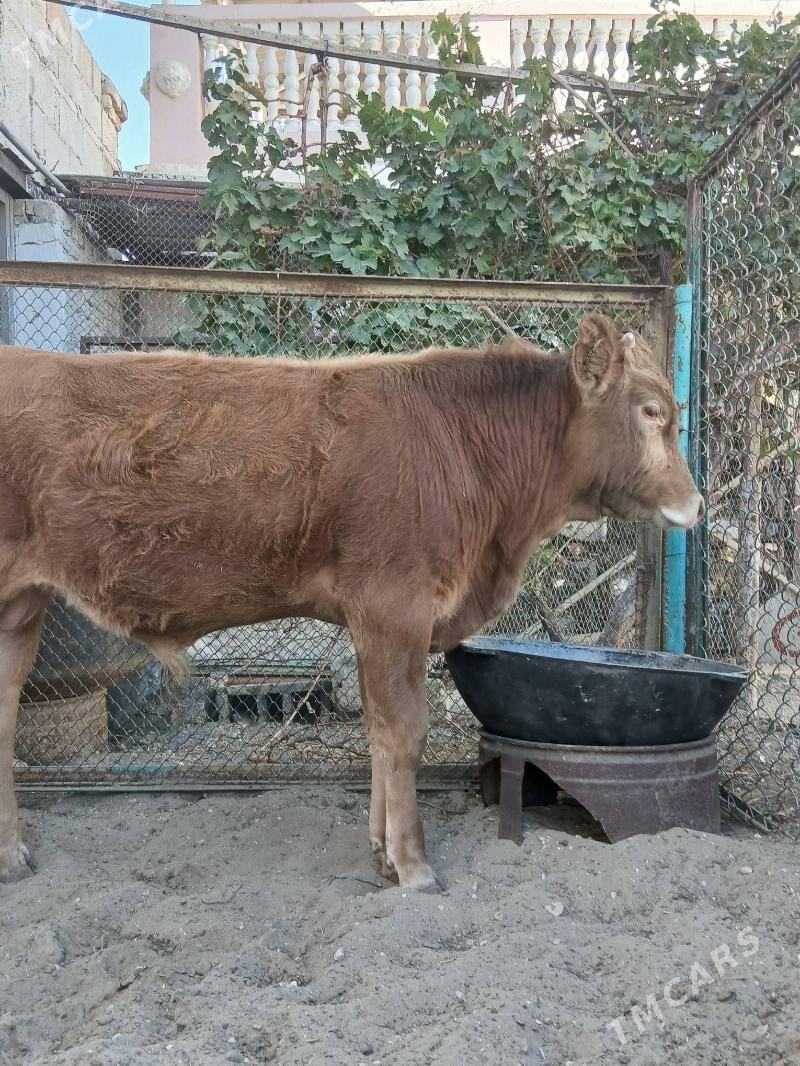 okuz - Балканабат - img 2