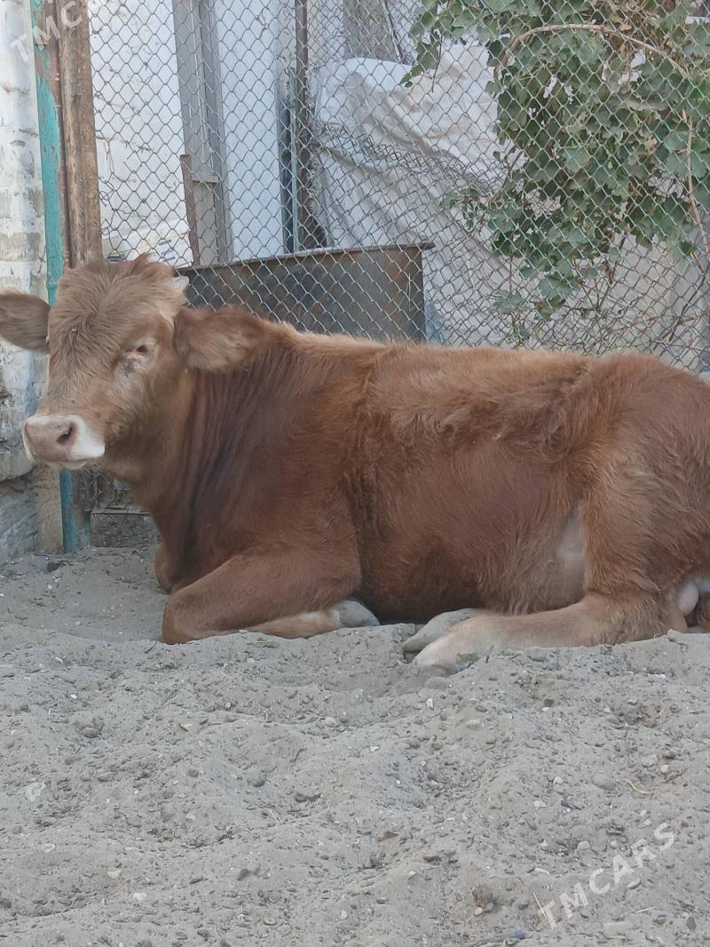 okuz - Балканабат - img 3