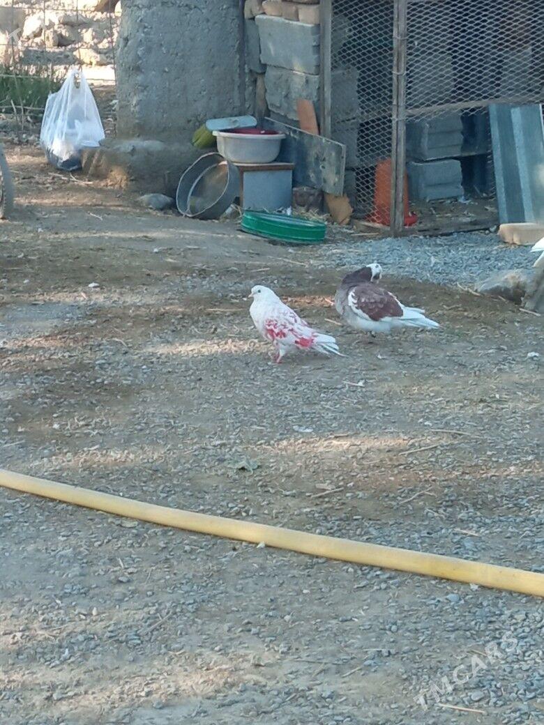 kepderi - Гёкдепе - img 3