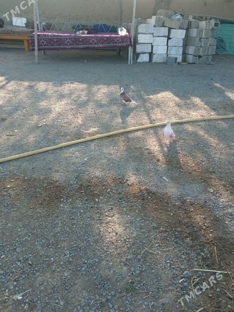 kepderi - Гёкдепе - img 2