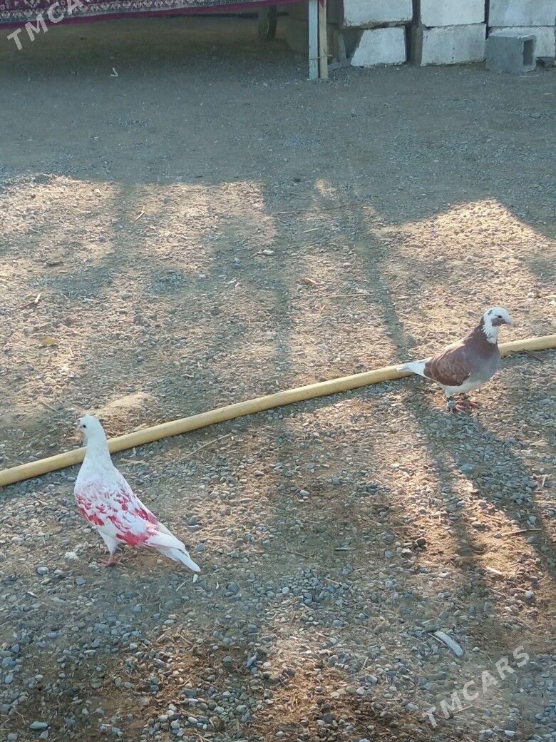 kepderi - Гёкдепе - img 4