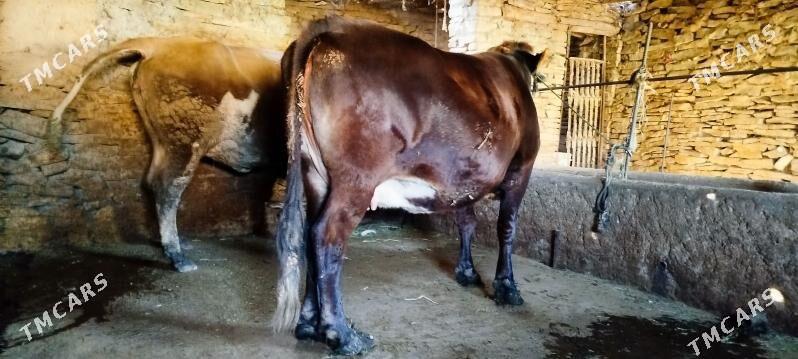 Argynal şiwit   sygyr - Bäherden - img 2