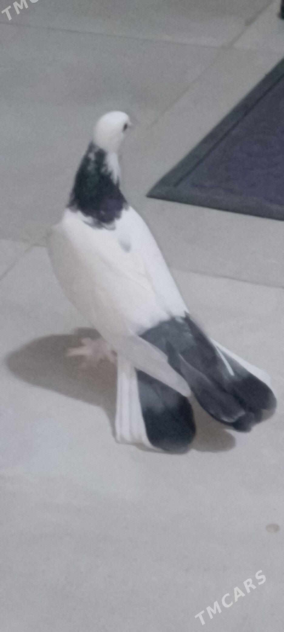 kepderi - Чоганлы - img 3