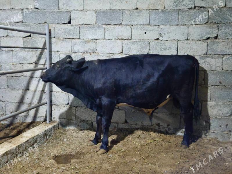 öküz - Ak bugdaý etraby - img 1