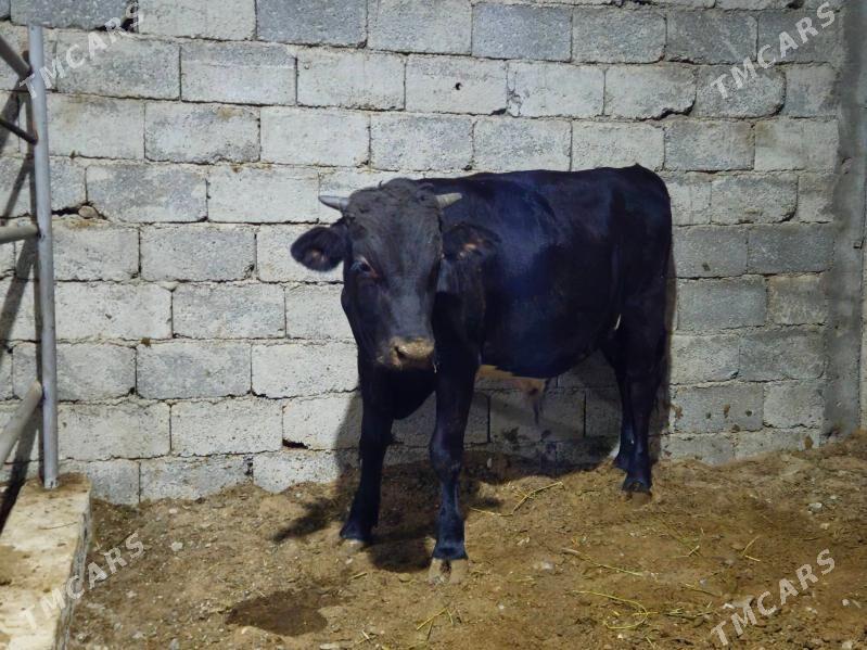 öküz - Ak bugdaý etraby - img 3