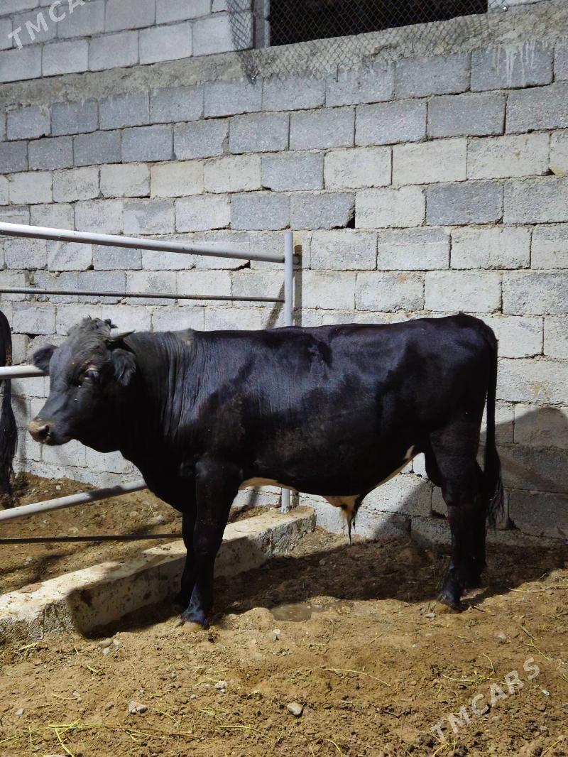 öküz - Ак-Бугдайский этрап - img 1