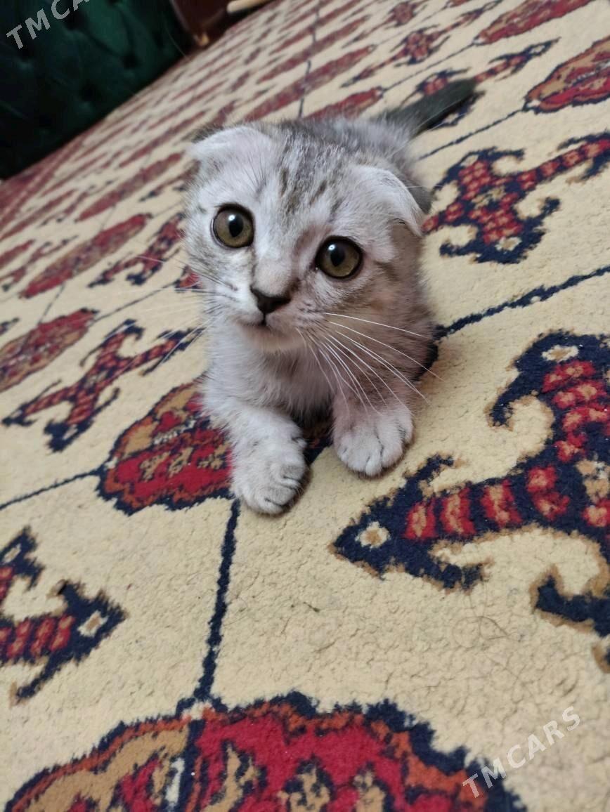 котята - Туркменабат - img 1