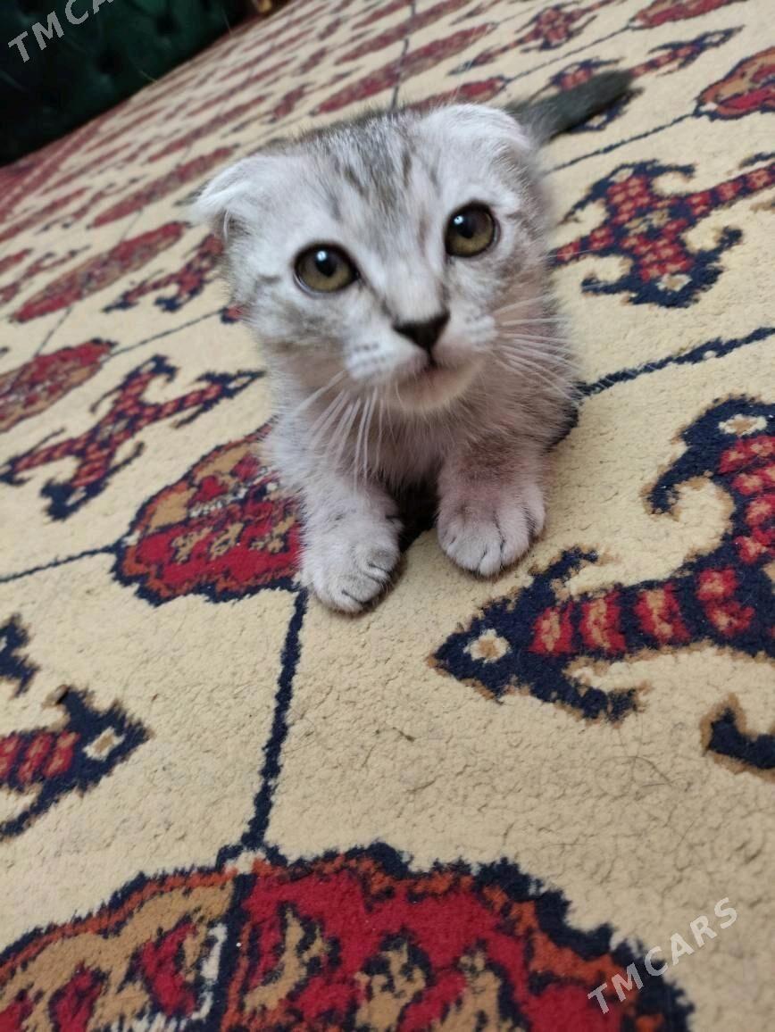 котята - Туркменабат - img 2