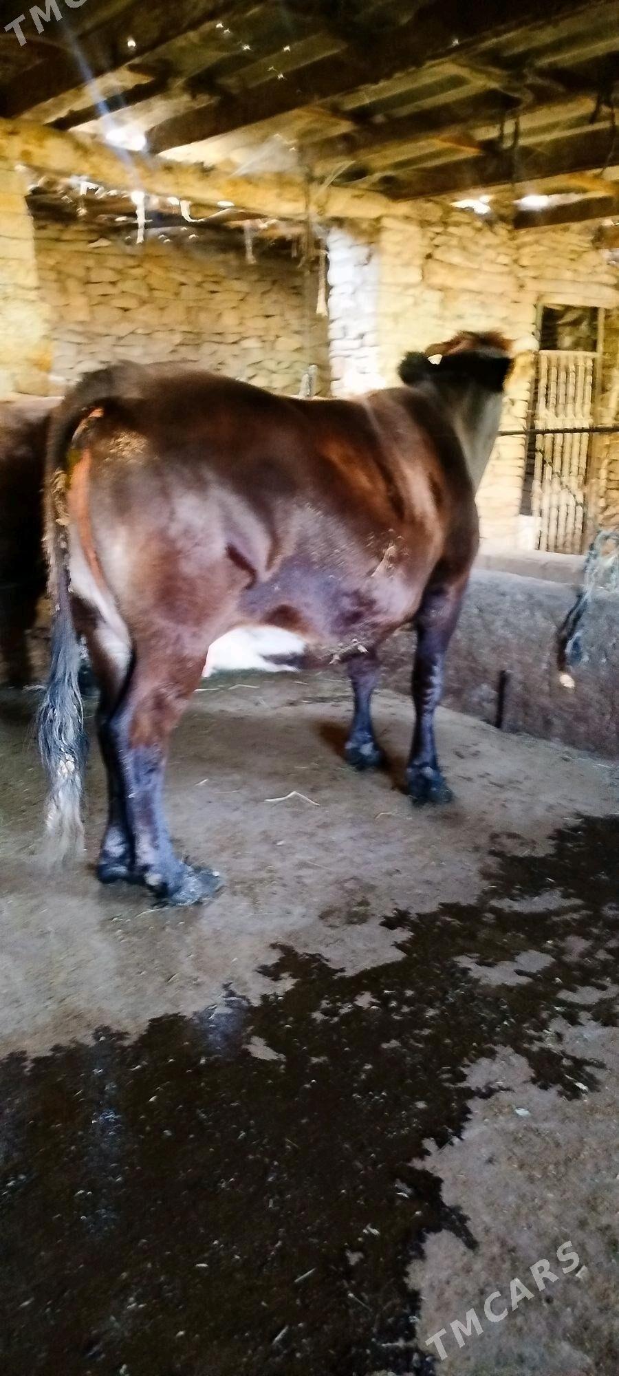 Argynal şiwit   sygyr - Bäherden - img 4