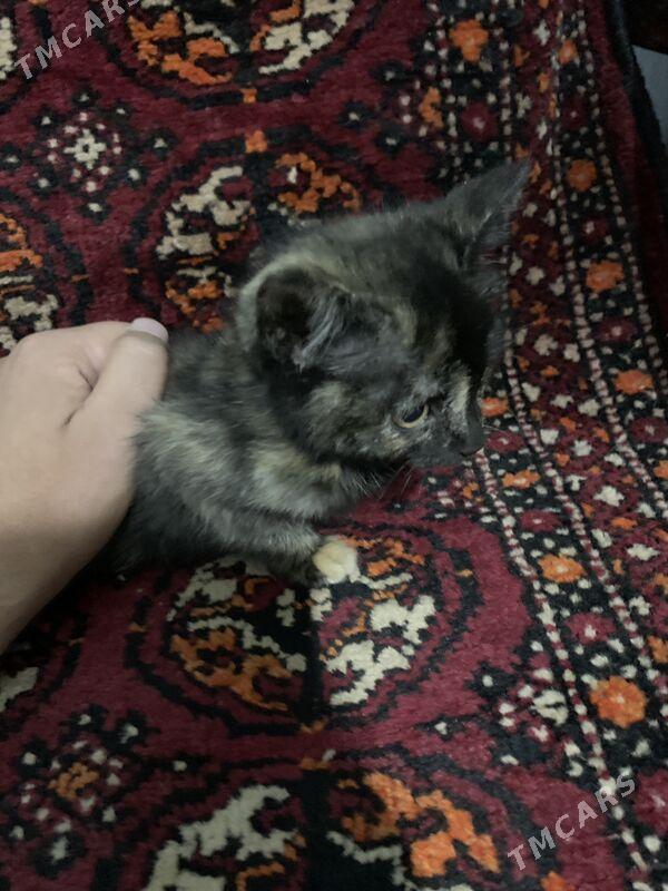 shatlanski pishik - Daşoguz - img 2