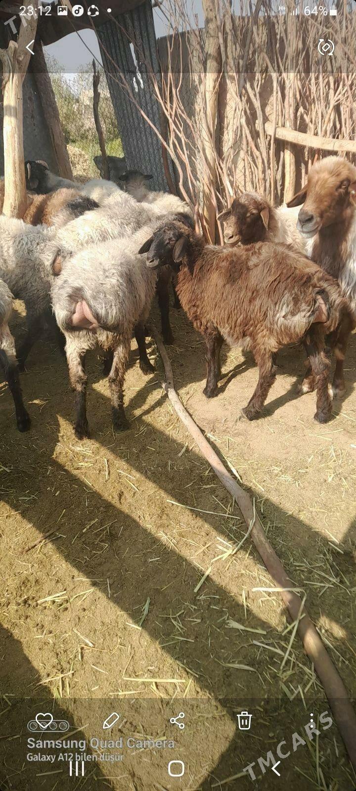 tokly - Tejen - img 1