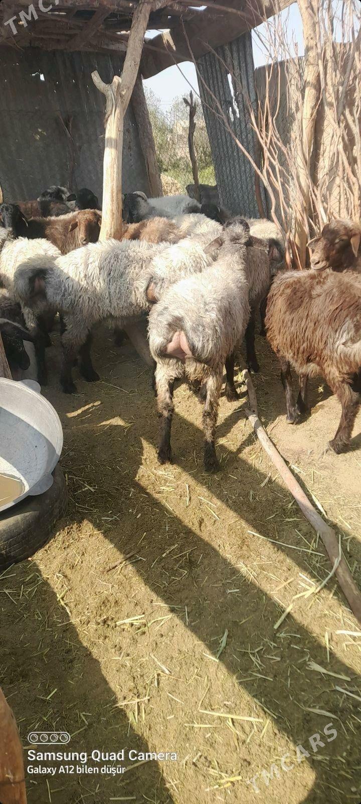 tokly - Tejen - img 2