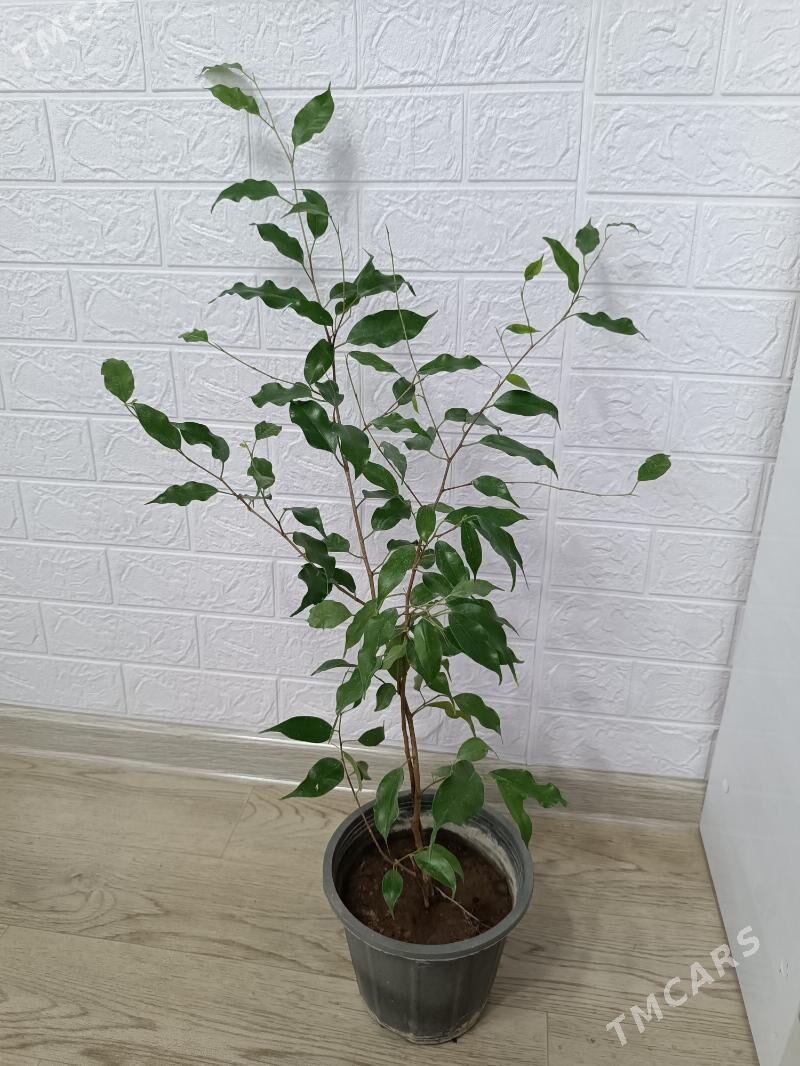 ФИКУС - Ашхабад - img 3