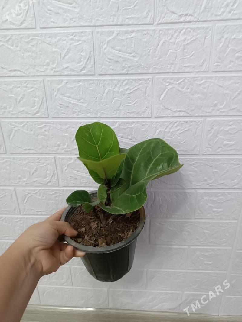 ФИКУС - Ашхабад - img 1