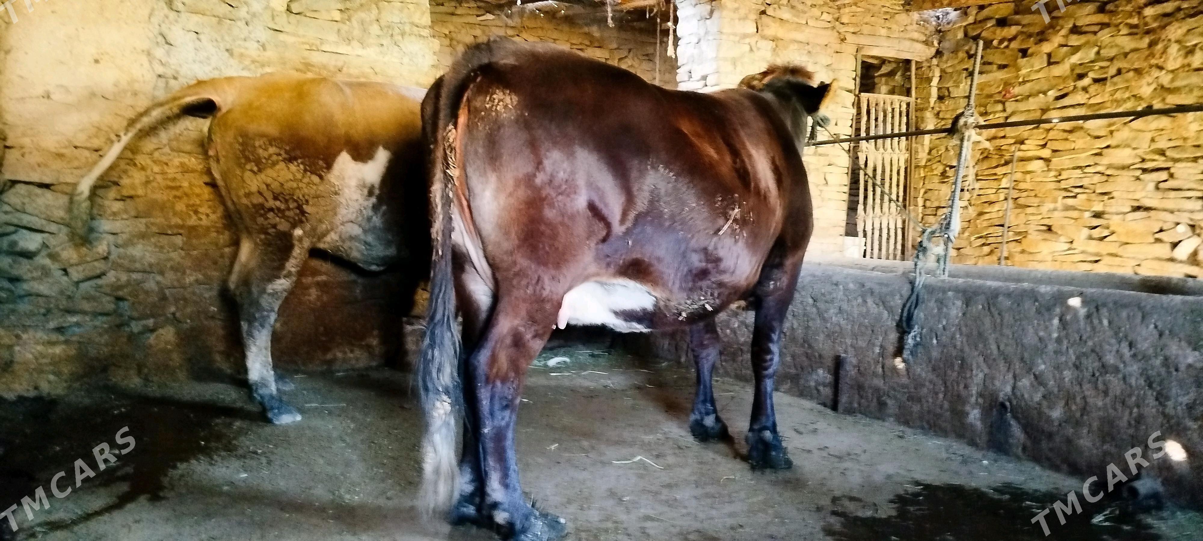 Argynal şiwit   sygyr - Bäherden - img 7