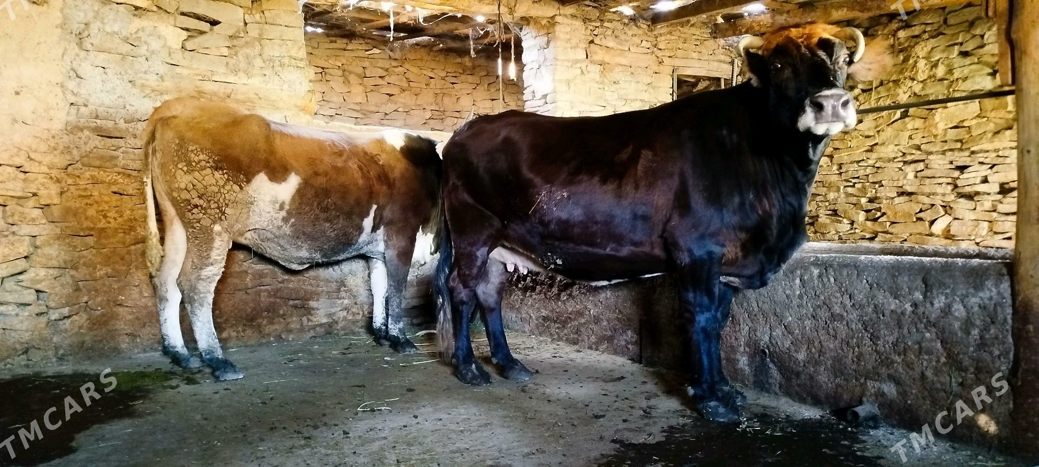 Argynal şiwit   sygyr - Bäherden - img 8