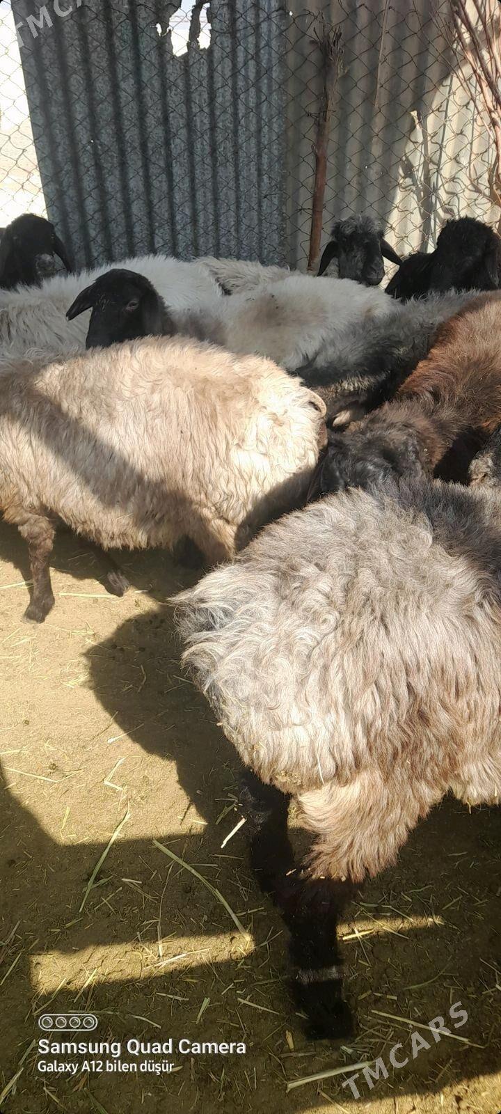 tokly - Tejen - img 3