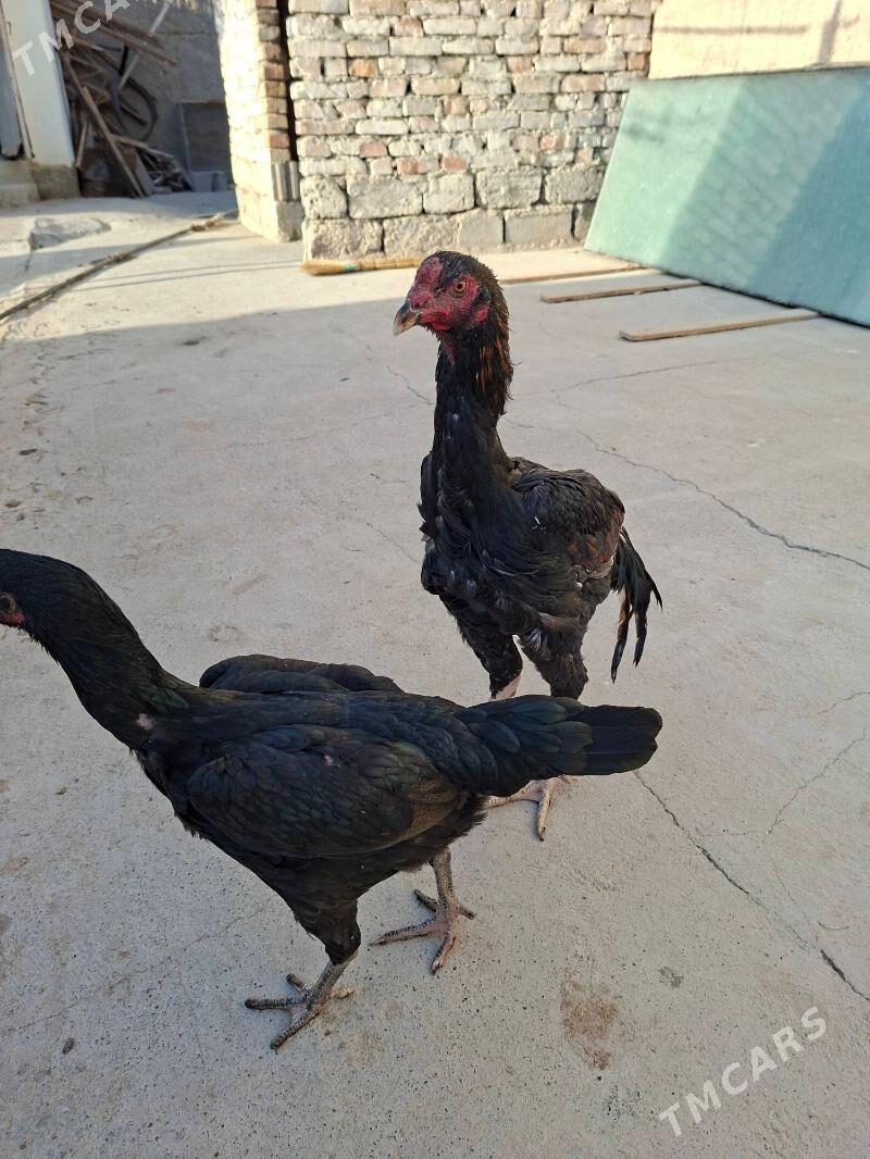 Horaz - Köşi - img 2