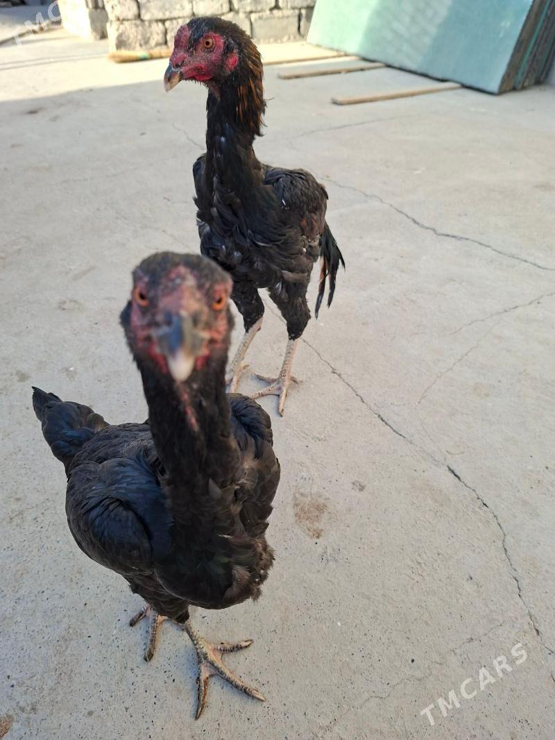 Horaz - Köşi - img 3