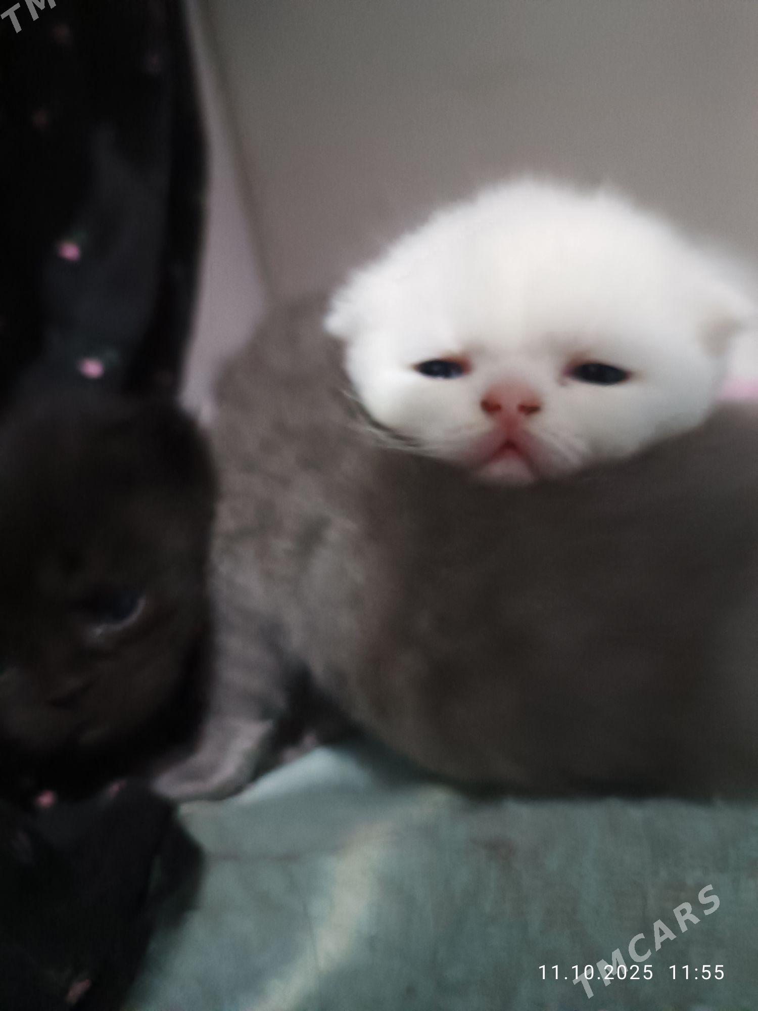 котята - Туркменабат - img 6