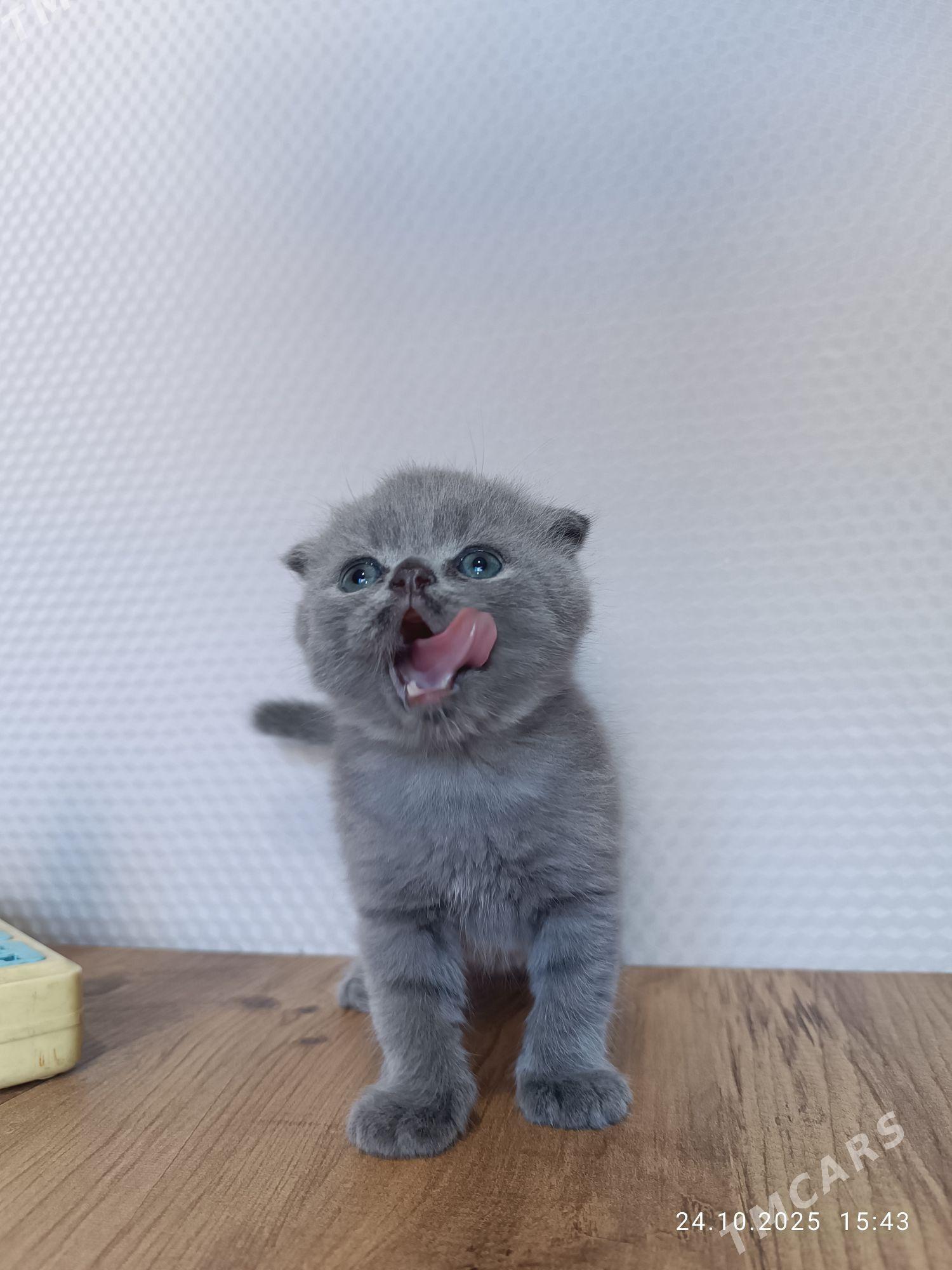 котята - Туркменабат - img 9