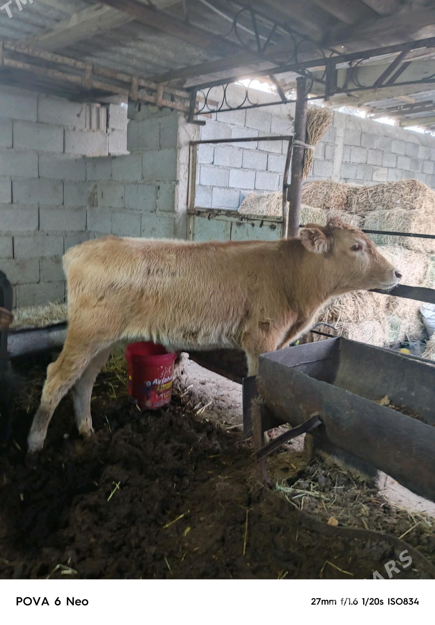 okiz - Herrikgala - img 2