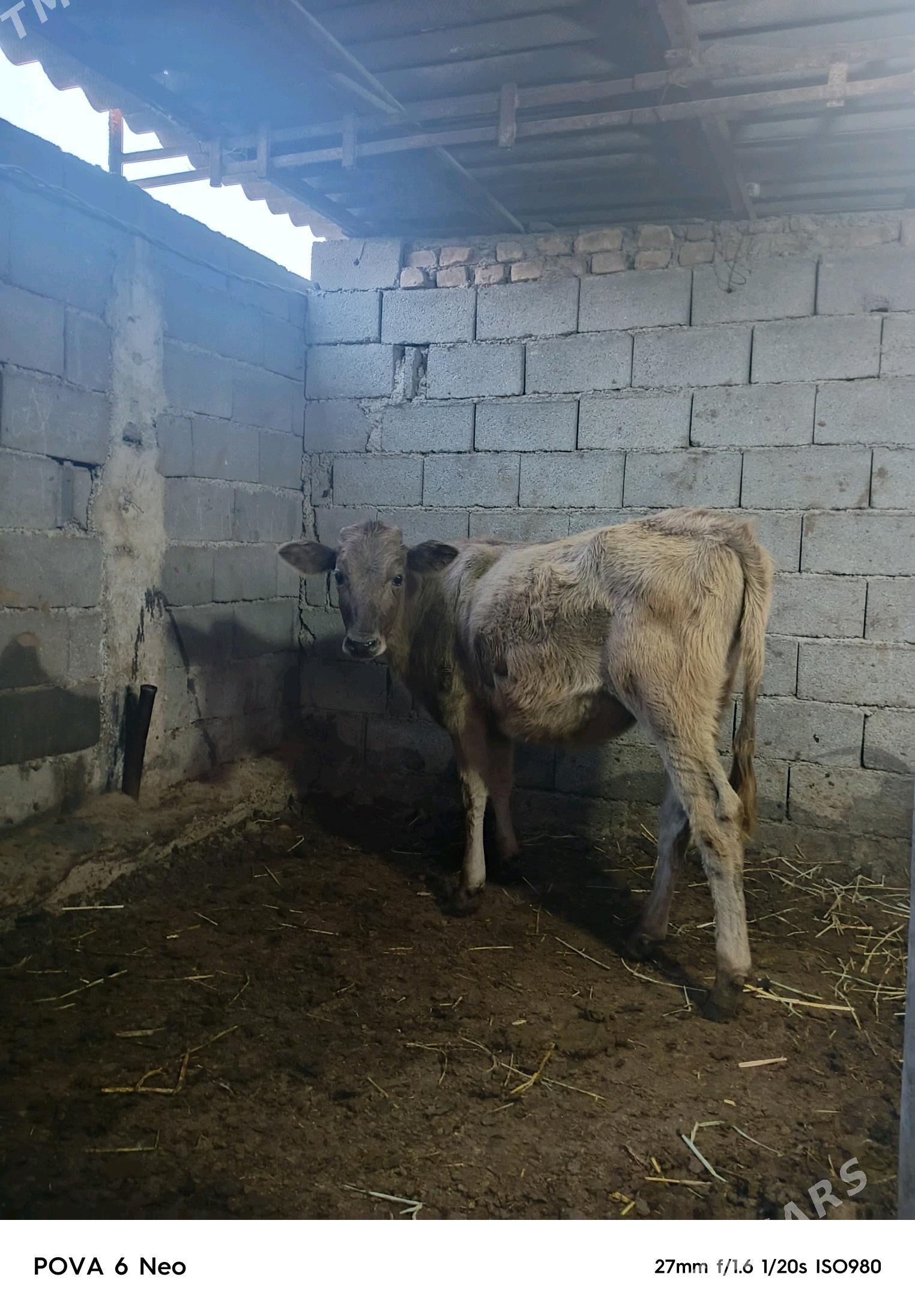 okiz - Herrikgala - img 3