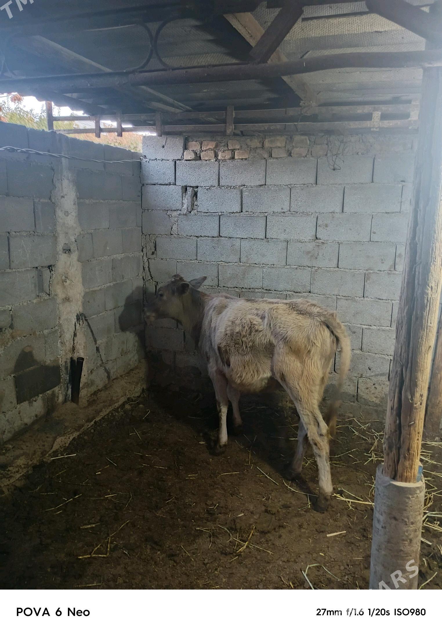 okiz - Herrikgala - img 4