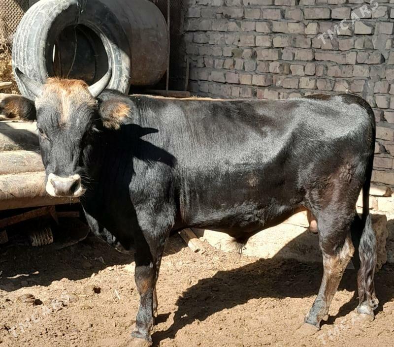 okuz - Берекет - img 1