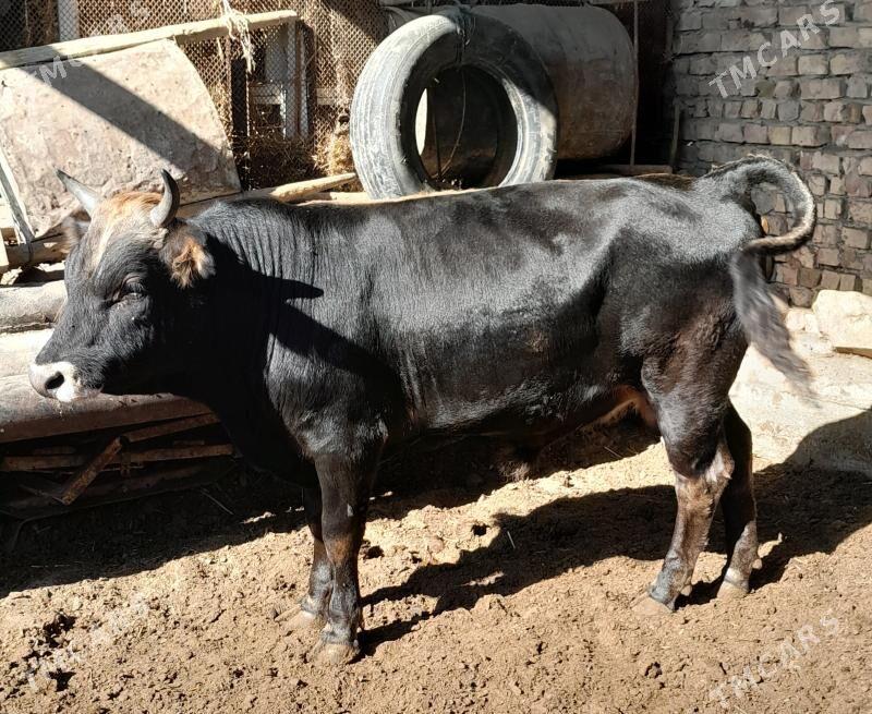 okuz - Берекет - img 2