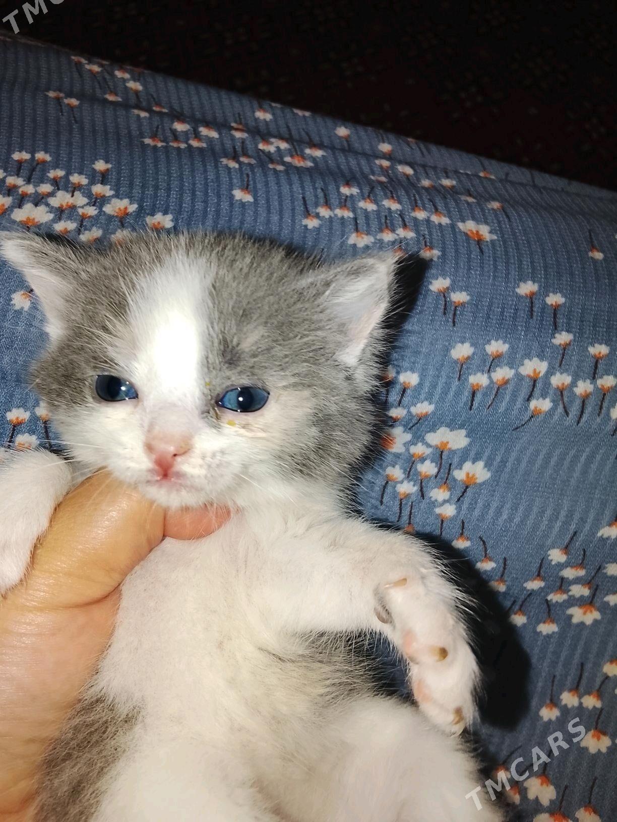 котята пародистые - Балканабат - img 1