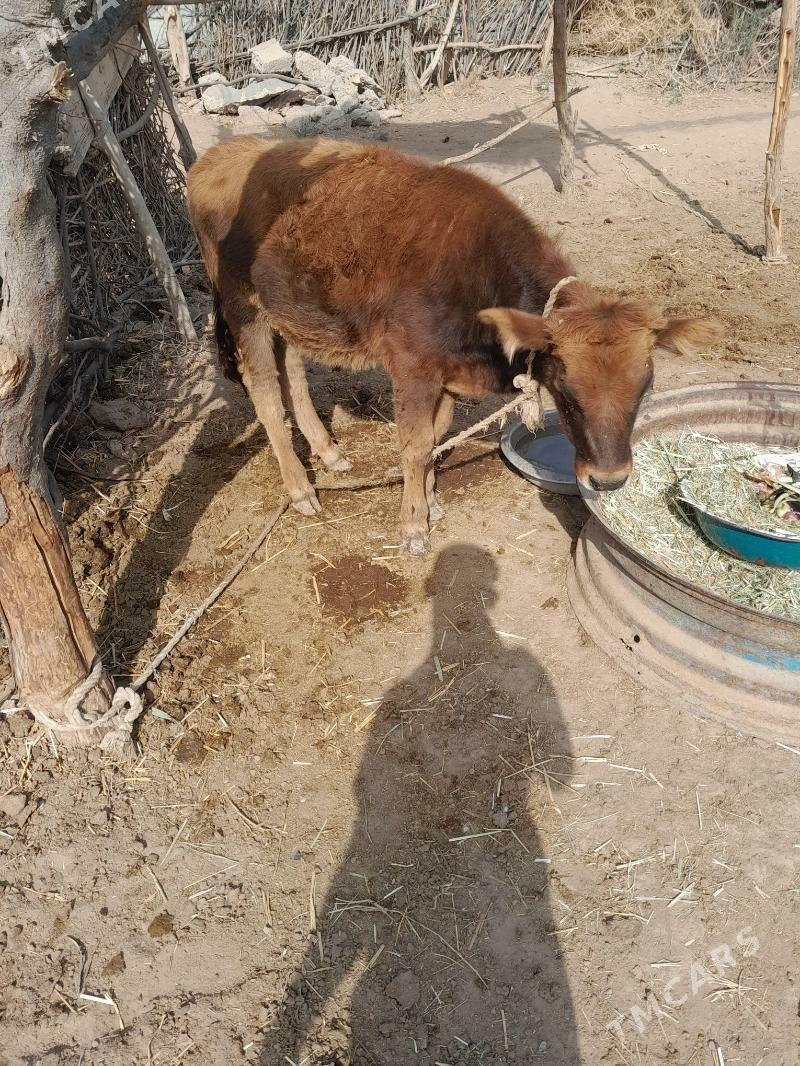 kiçi öküzçe - Babadaýhan - img 2