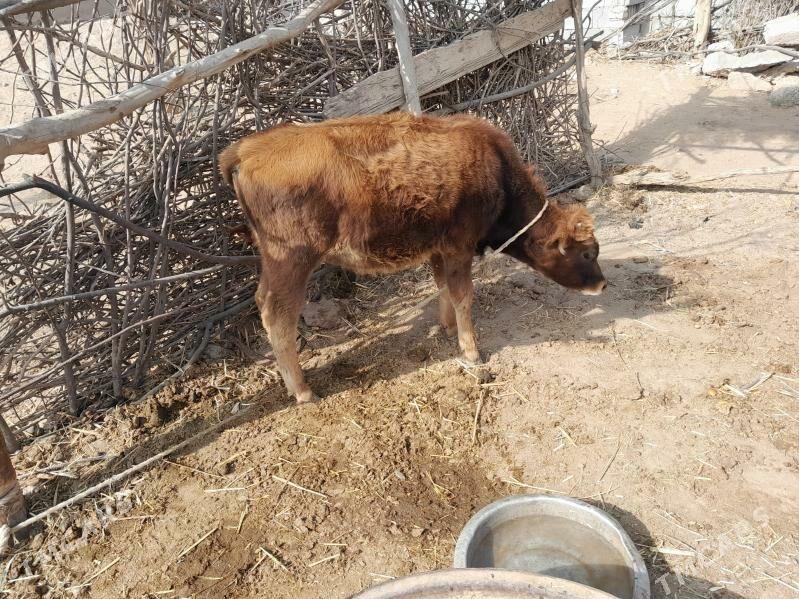 kiçi öküzçe - Babadaýhan - img 4