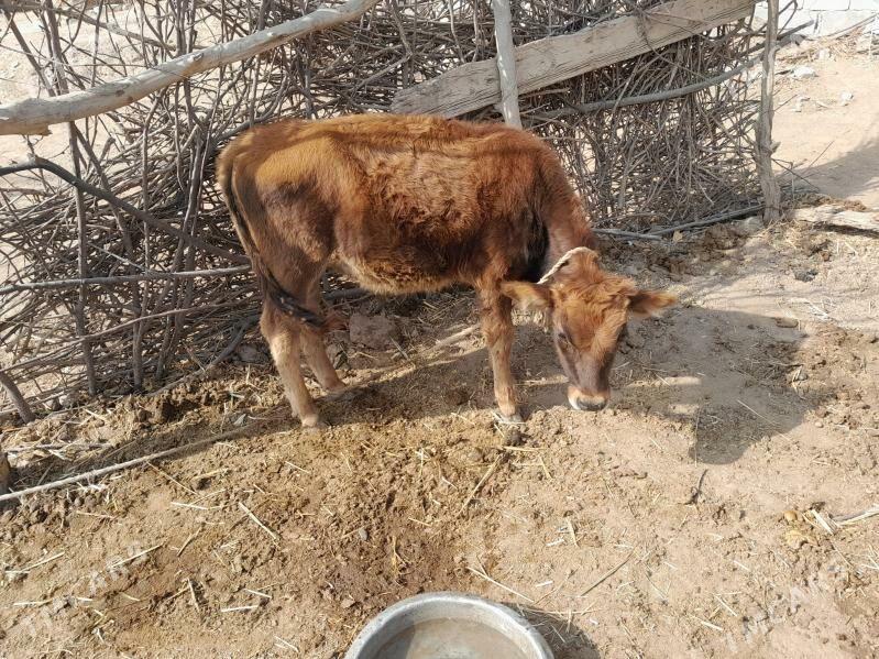 kiçi öküzçe - Babadaýhan - img 3