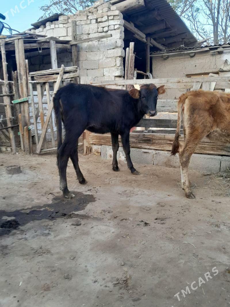 Tüwe - Köşi - img 1