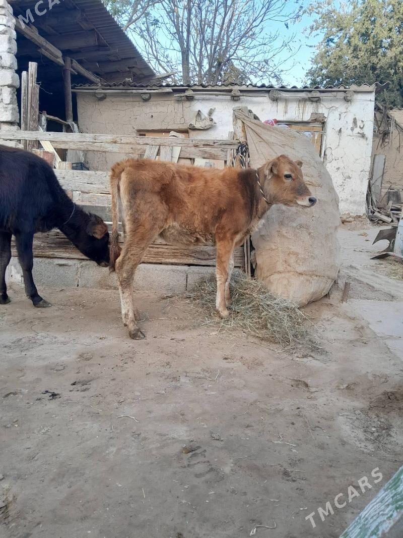 Tüwe - Köşi - img 3