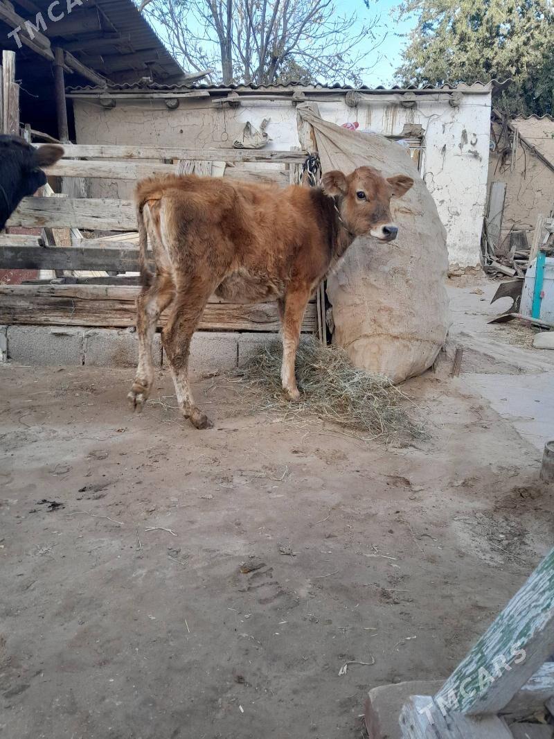 Tüwe - Köşi - img 4