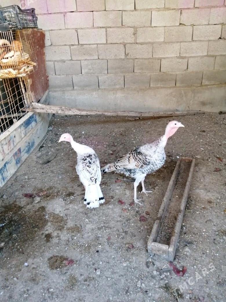 Induk - Balkanabat - img 2