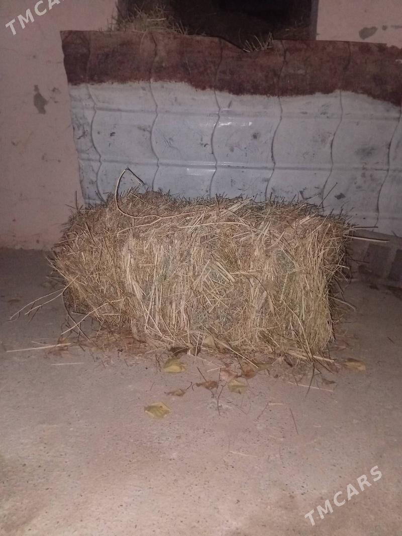 bede - Багир - img 1