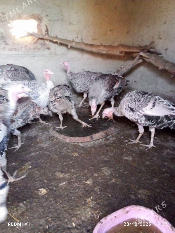 İnduk - Бахарден - img 2