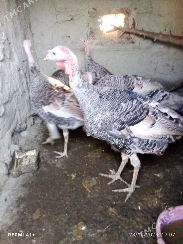 İnduk - Бахарден - img 5