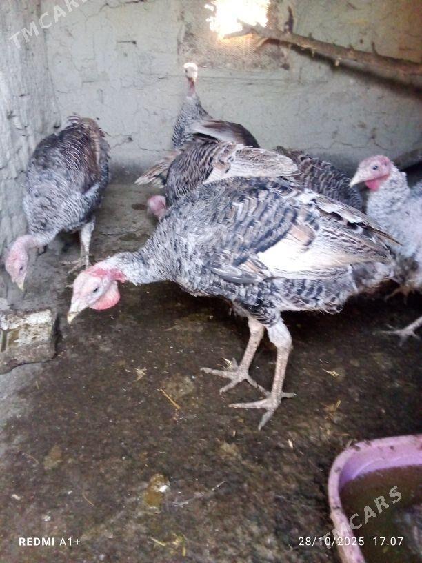 İnduk - Бахарден - img 4