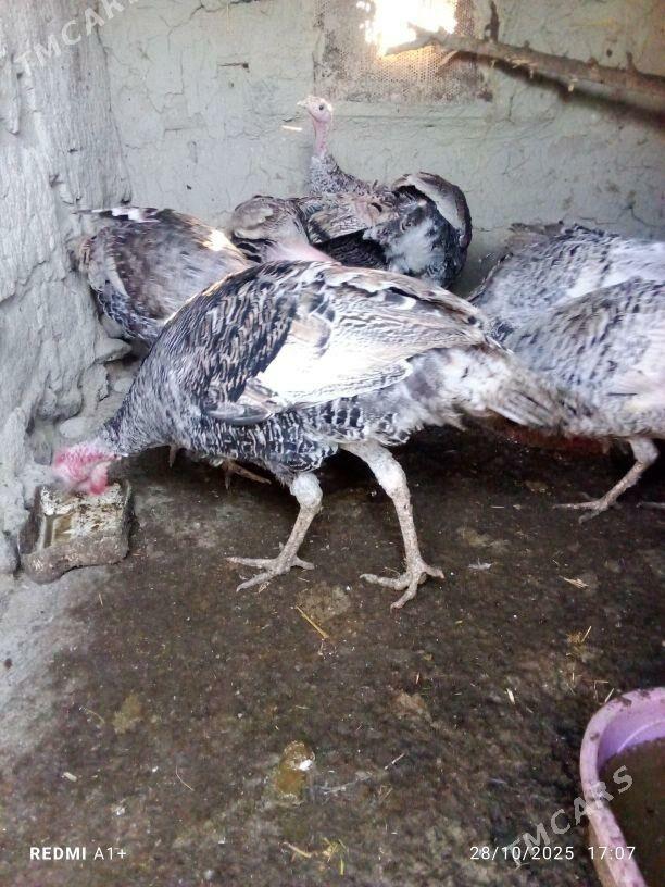 İnduk - Бахарден - img 3