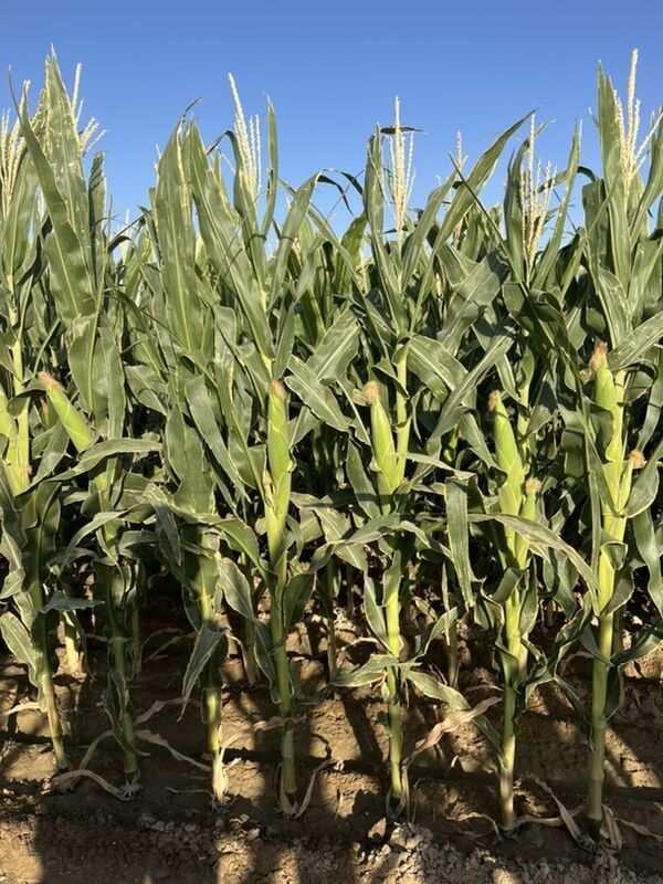 4 hatarly pnewmatiki ekiji - Aşgabat - img 8