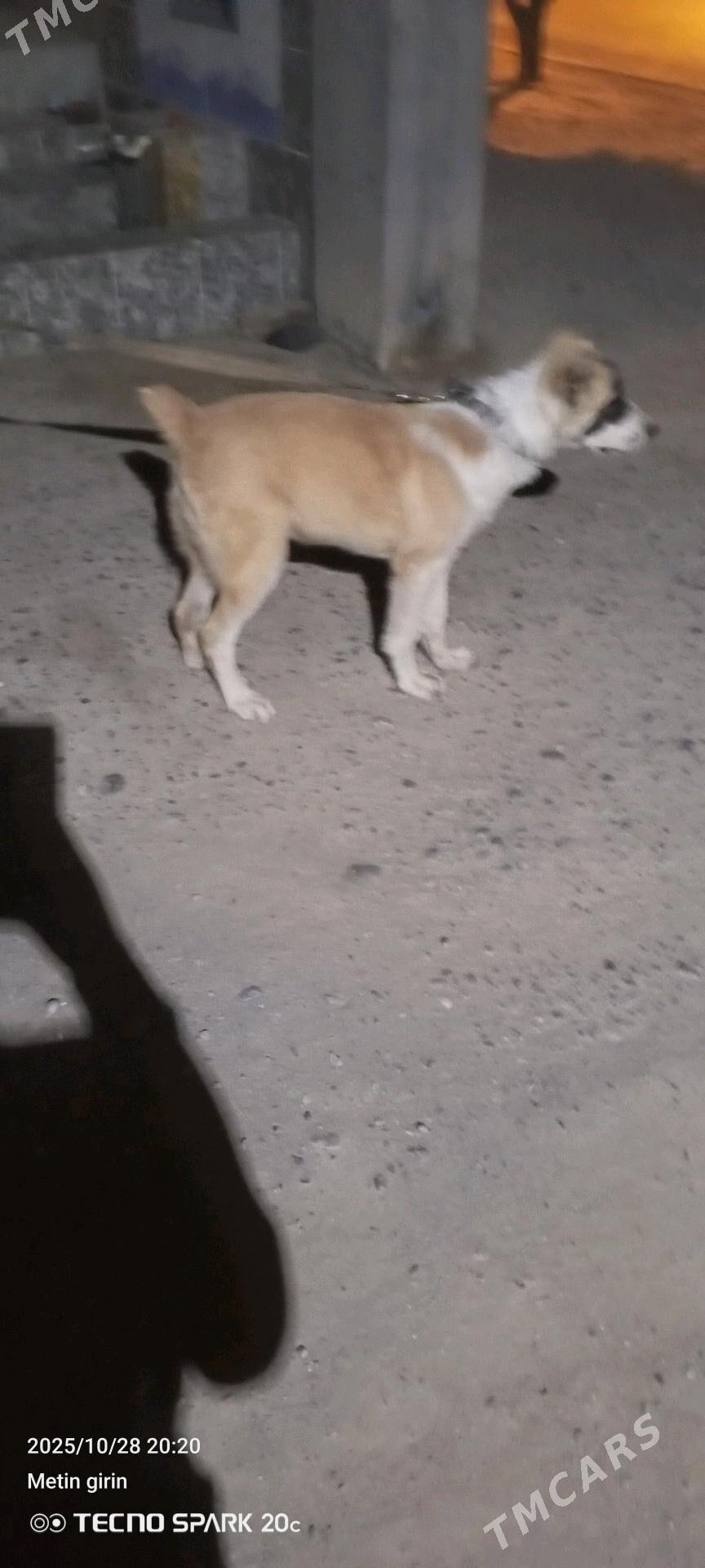 yekemen - Büzmeýin - img 3